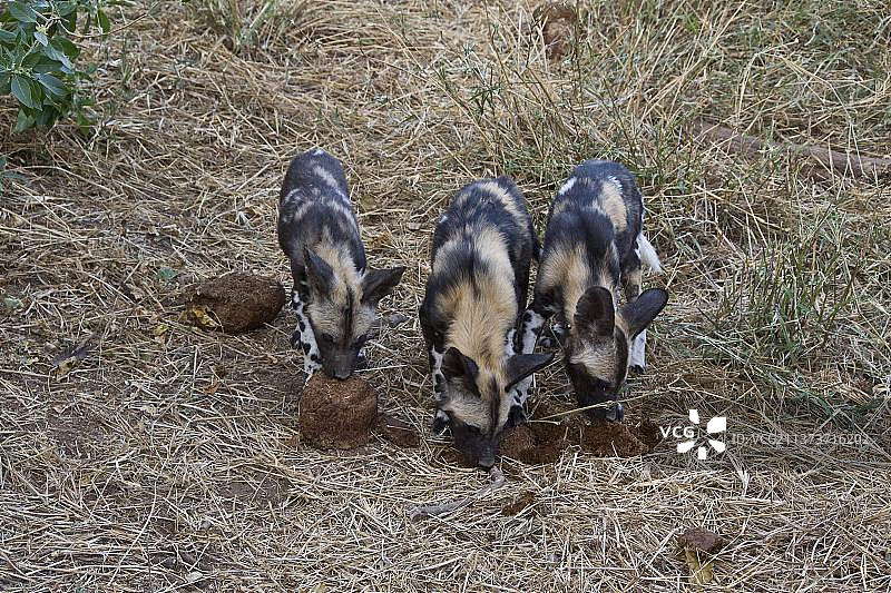 非洲野犬在博茨瓦纳马沙图吃大象粪图片素材