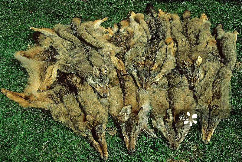狼，灰狼，犬科动物，食肉动物，哺乳动物，动物，欧洲狼皮，波兰，毛皮，狼皮，野生动物产品，欧洲图片素材