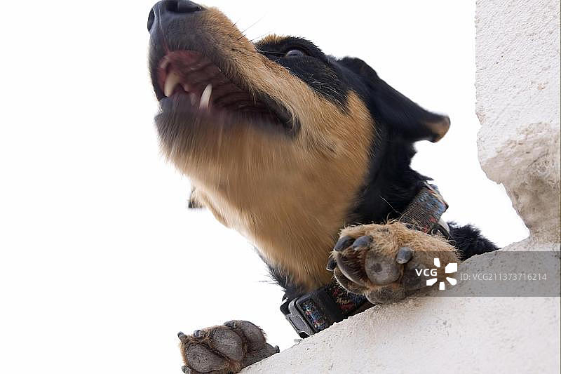在英国房屋墙上叫喊的家犬图片素材