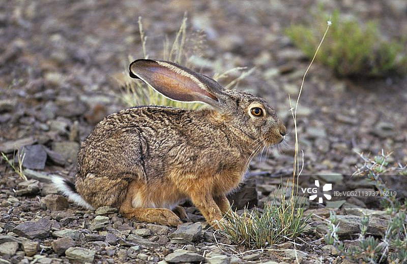 灌丛兔，山兔（非洲岩兔），灌丛兔，山兔，兔子，啮齿动物，哺乳动物，动物，克鲁国家公园图片素材