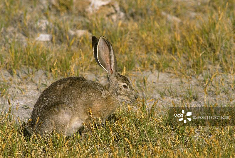 加州黑尾兔特写，美国加利福尼亚州图片素材