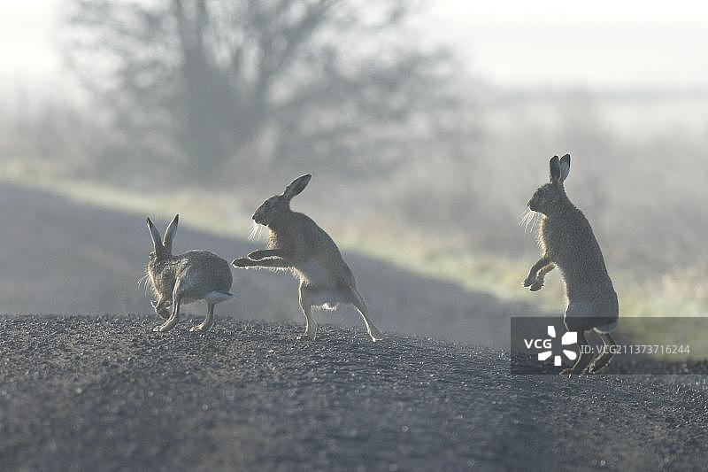 英国肯特郡谢佩岛埃尔姆利沼泽地，三只欧洲野兔在赛道上“拳击”打斗图片素材