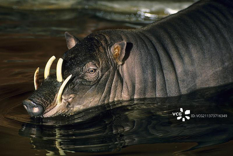 摩鹿加豚鹿特写，栖息于苏拉威西岛和摩鹿加群岛图片素材