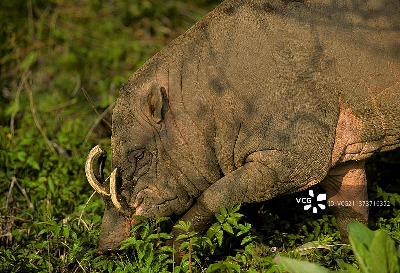 摩鹿加豚鹿图片素材