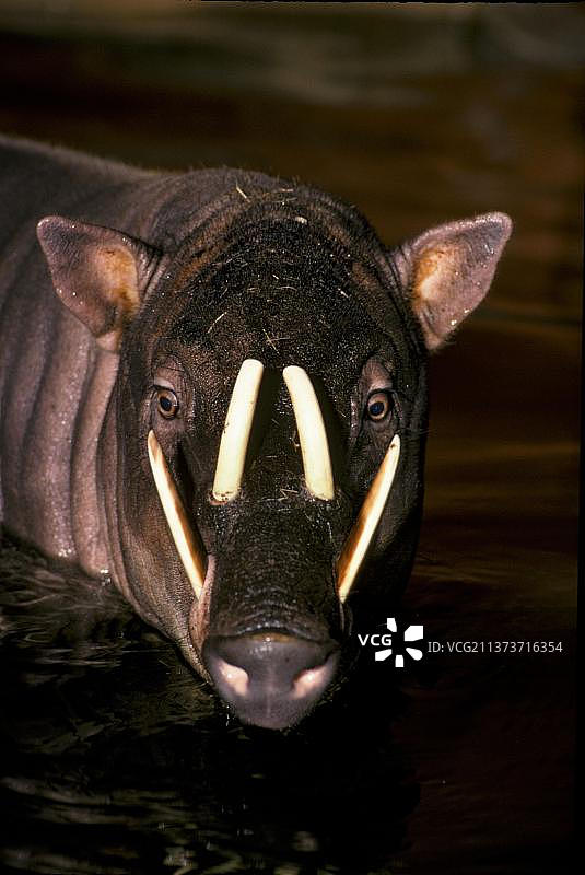 苏拉威西岛屿的鹿豚：特写图片素材