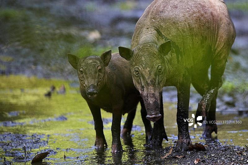 印度尼西亚苏拉威西岛北部，南图保护区盐碱地上的苏拉威西鹿豚母子图片素材
