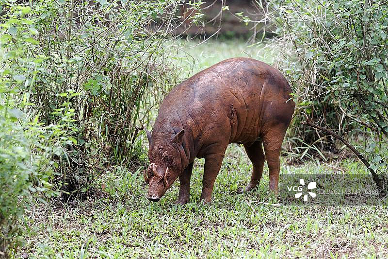 北苏拉威西岛北部苏拉威西鹿豚（Babyrousa celebensis）成年雄性，站立（圈养），沼泽，印度尼西亚，亚洲图片素材