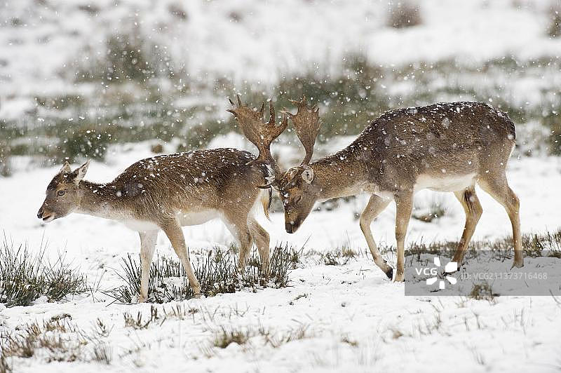 白 fall deer (Dama dama) buck and doe, walking in snow covered parkland, Lyme Park, Peak District N. P. Cheshire, England, winter图片素材