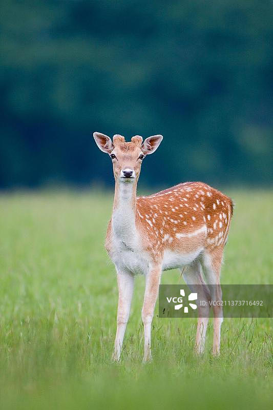 站立的黇鹿雄鹿，鹿角初生图片素材