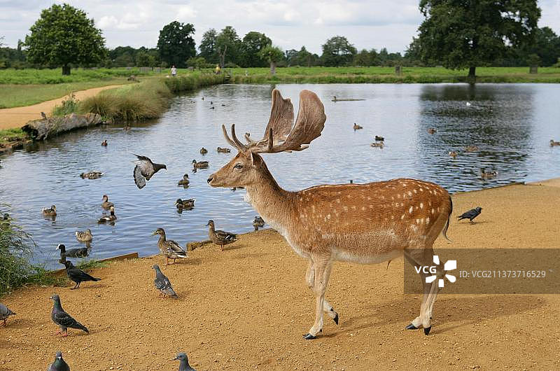 英国伦敦里士满的布什公园：黇鹿、鸽子和野鸭在湖边图片素材