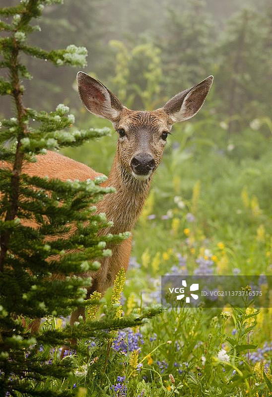 哥伦比亚黑尾鹿，雷尼尔山国家公园，华盛顿州，美国图片素材