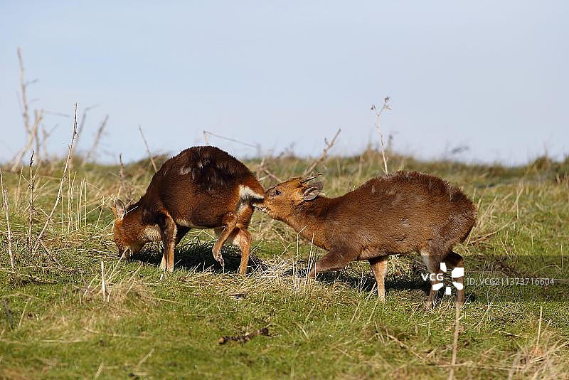 中国小麂：引入物种，两只成年雄性，英国华威郡图片素材