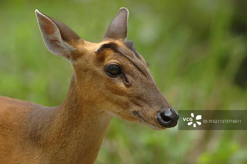 赤麂（Muntiacus muntjak）头部特写，泰国考艾国家公园图片素材
