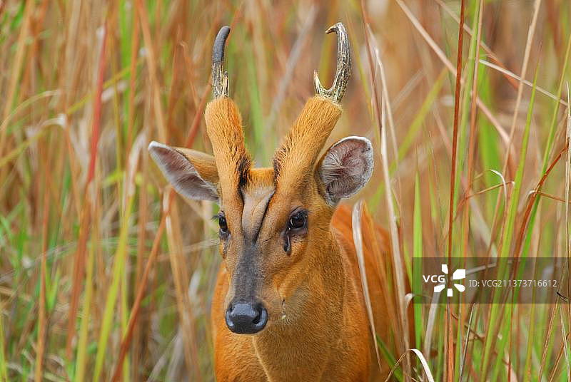 印度赤麂成年雄性头部特写，位于泰国考艾国家公园草原图片素材