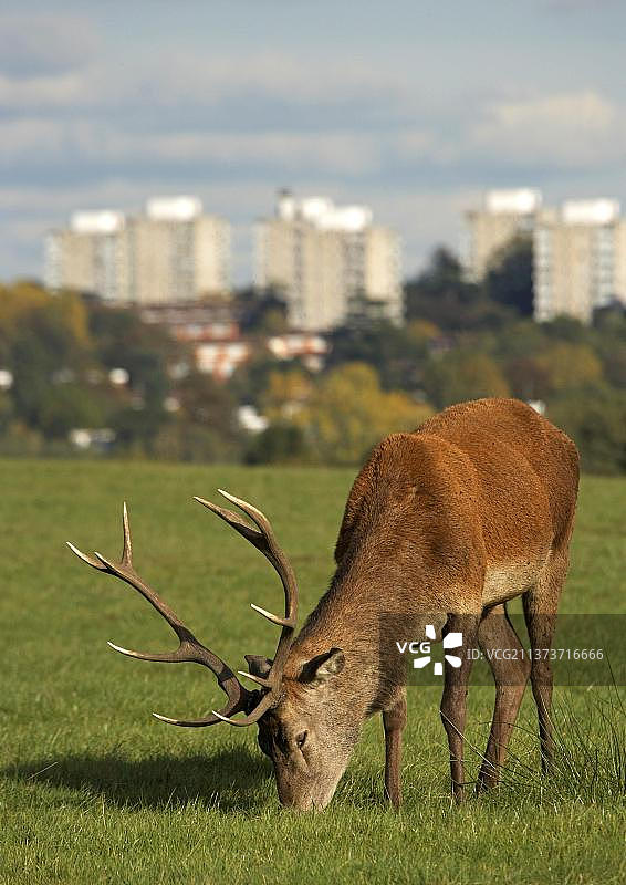 雄性马鹿吃草，罗汉普顿建筑背景，英国伦敦里士满公园图片素材