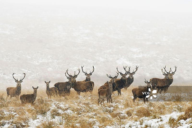红鹿群，雄鹿和雌鹿站在雪地里，莱姆公园，峰区国家公园，英格兰柴郡，冬季图片素材