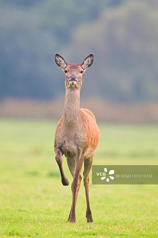 抬起前腿的红鹿（马鹿）母鹿，警惕危险图片素材