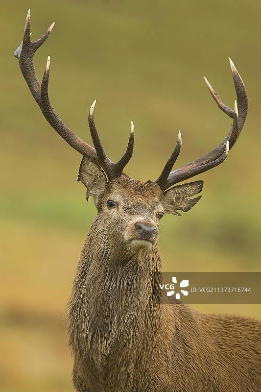 马鹿特写，发情期，英国莱斯特郡布拉德盖特公园图片素材