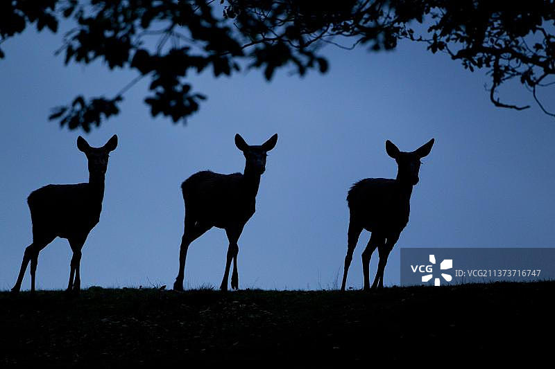 英国莱斯特郡布拉德盖特公园，发情期黄昏时分的红鹿图片素材