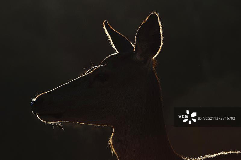 红鹿雌鹿头部特写，从后方照亮，英国伦敦里士满公园图片素材