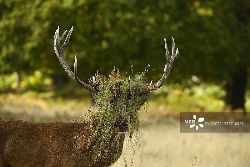 英国伦敦里士满公园中头部沾满草的马鹿图片素材