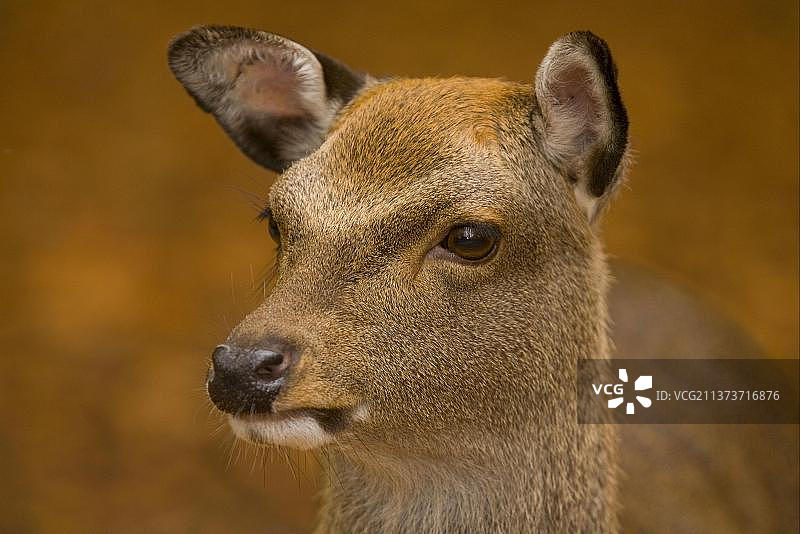 幼年梅花鹿（Cervus nippon），头部特写，摄于英国山毛榉林地图片素材