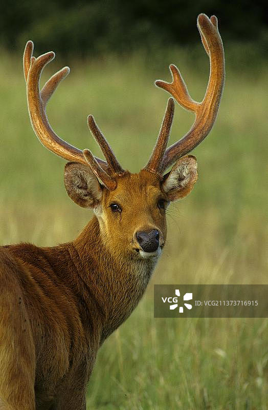 巴拉辛哈鹿图片素材