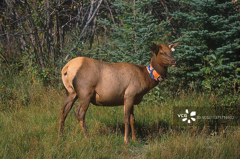 红鹿，带有无线电项圈的雌麋鹿，加拿大图片素材