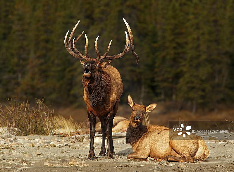 加拿大艾尔伯塔省美洲马鹿图片素材