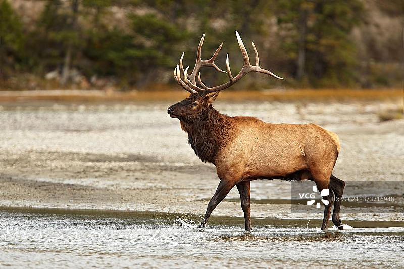 加拿大艾伯塔省贾斯珀国家公园的麋鹿图片素材