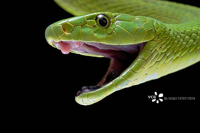 绿曼巴蛇，黑色背景图片素材