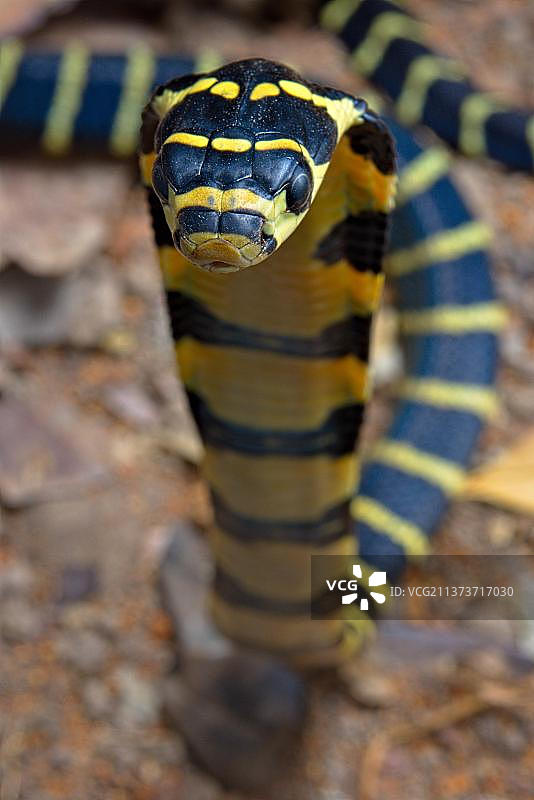 中国眼镜王蛇图片素材