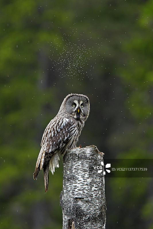 在斯堪的纳维亚针叶林树桩上栖息的灰林鸮图片素材