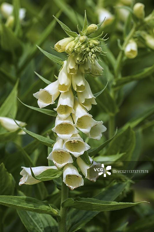 大花毛地黄图片素材