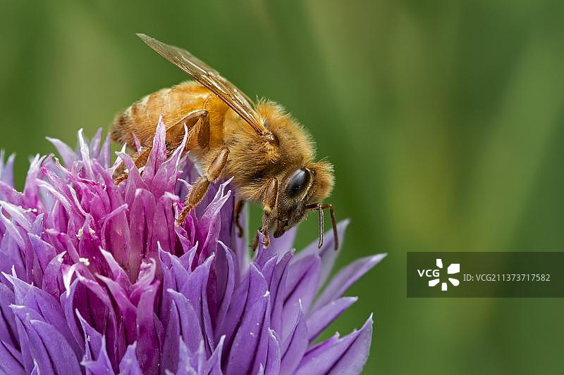 意大利蜜蜂在韭菜花上采蜜图片素材