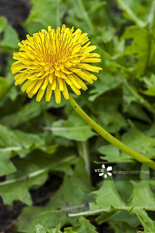 橡胶根（以生产优质哈萨克斯坦蒲公英而闻名）图片素材