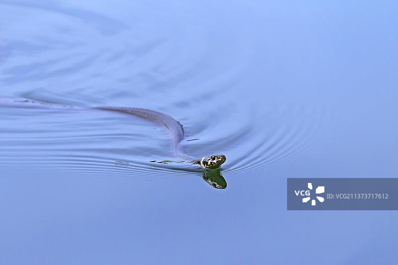 在湖中游泳的草蛇图片素材