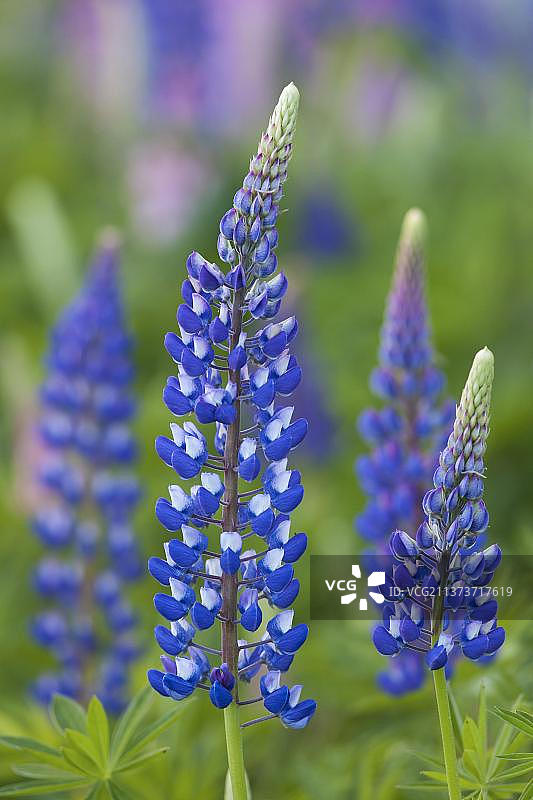 羽扇豆图片素材