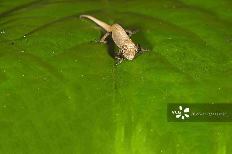 佩耶拉斯侏儒变色龙，非洲马达加斯加图片素材