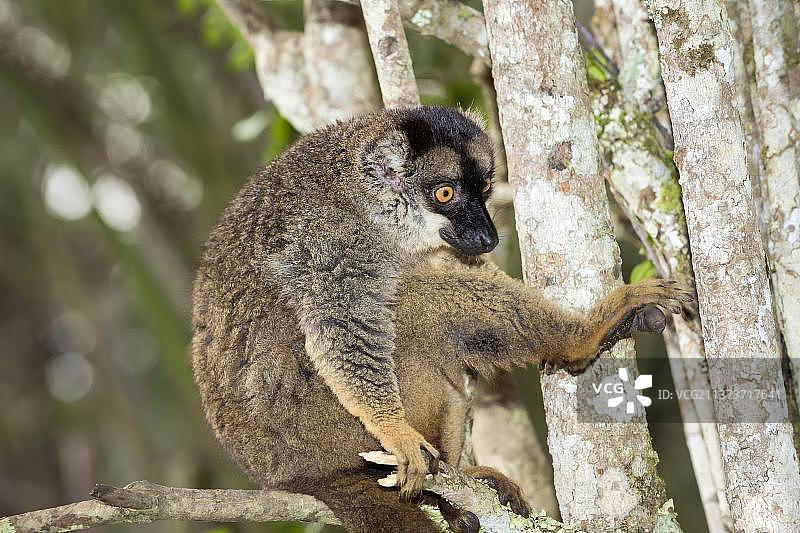马达加斯加安达西贝国家公园的红狐猴图片素材