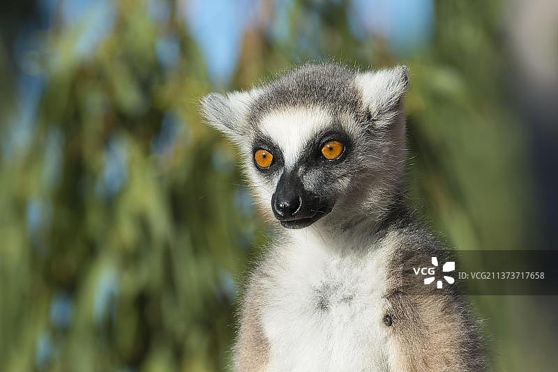 非洲马达加斯加贝伦蒂自然保护区的环尾狐猴图片素材