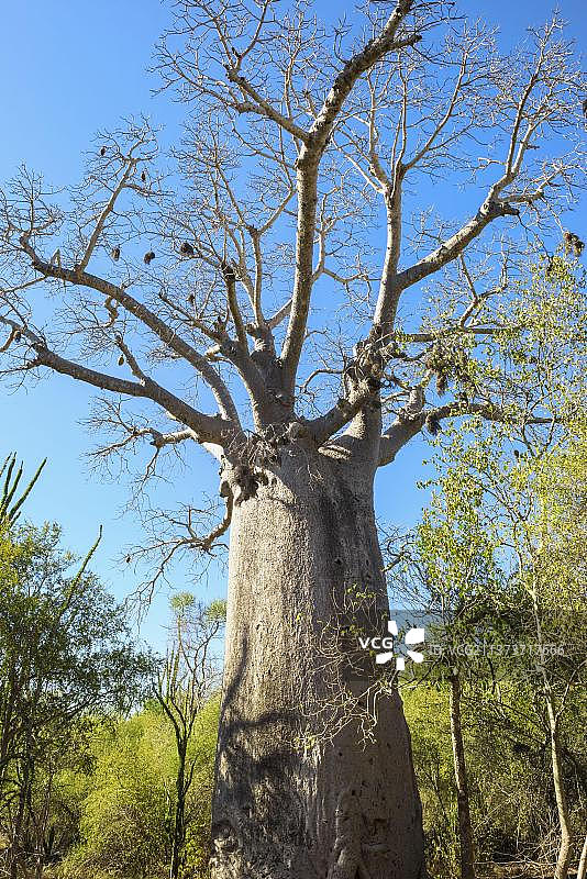 猴面包树，非洲马达加斯加图片素材