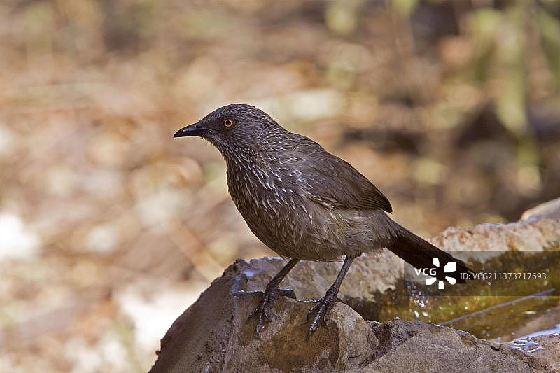 矛尾鶲图片素材