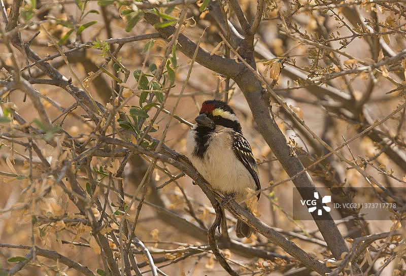 金合欢斑姬鵎鵼图片素材