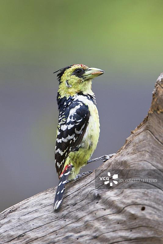 非洲博茨瓦纳的非洲拟啄木鸟图片素材