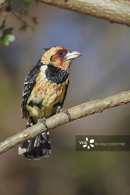 凤头拟䴕图片素材