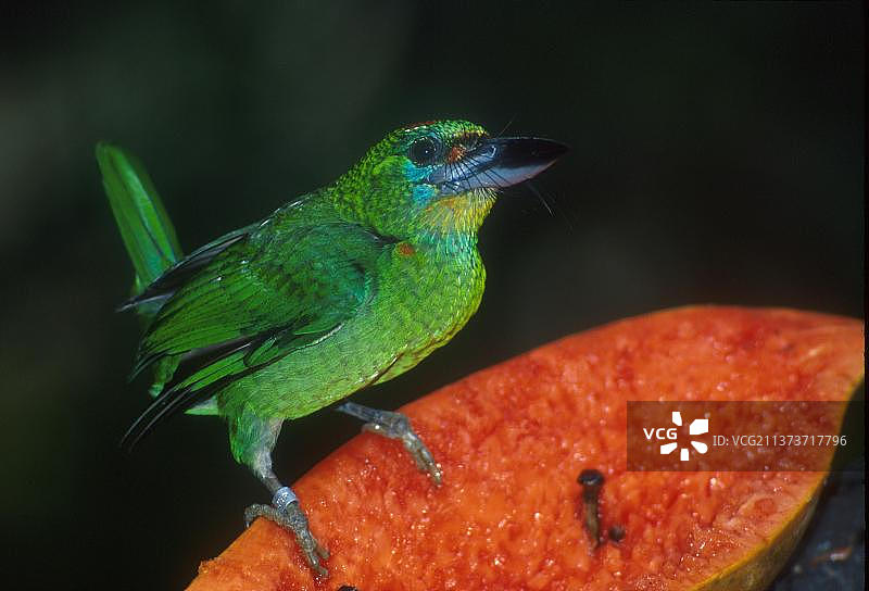 多种须鴷，啄木鸟，动物，鸟类，红喉拟鴷雌性正在吃水果图片素材