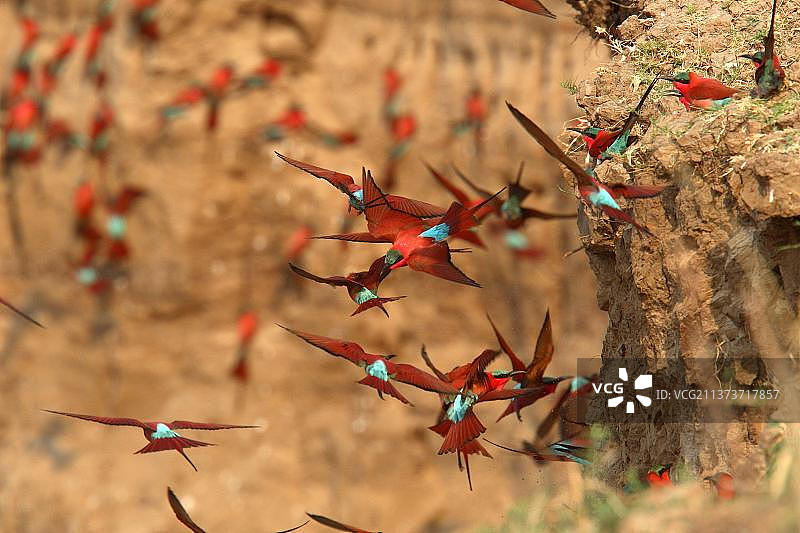 赞比亚南卢安瓜国家公园沙洲上逃离的南部朱红蜂虎群图片素材