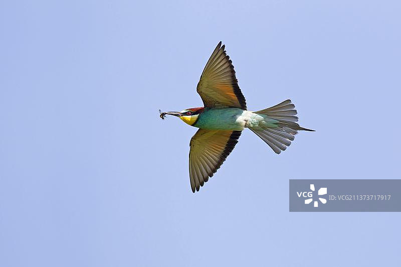 欧洲蜂虎成鸟，飞行中，嘴里叼着大黄蜂，保加利亚图片素材