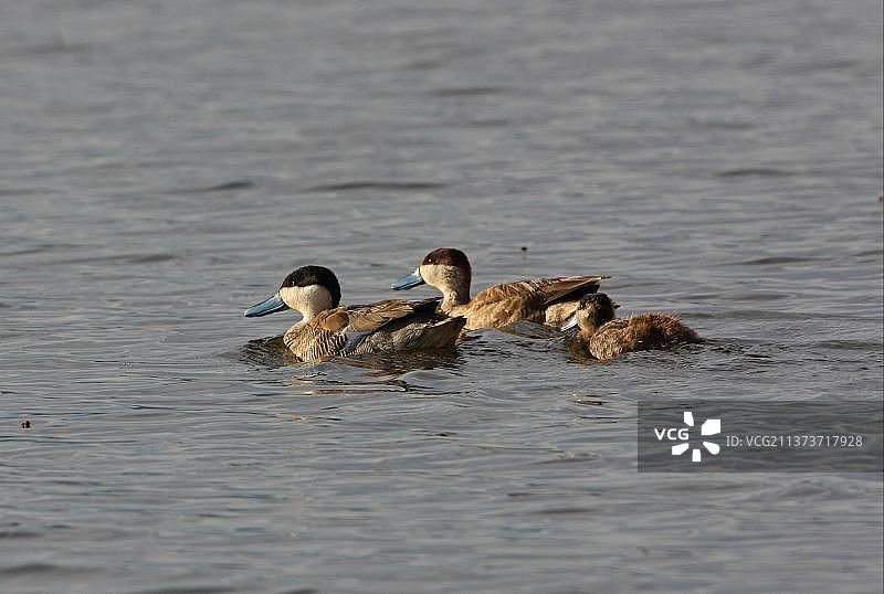 普纳鸭（Anas puna）成年夫妇与幼崽在普纳湖中游泳，阿根廷胡胡伊图片素材